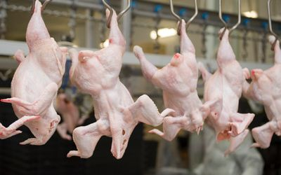 Họp trao đổi về vấn đề giá thịt gà nhập khẩu
